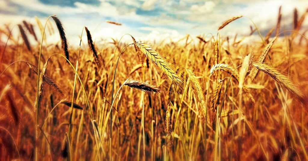 İktidar Buğday Krizine Hazır mı?