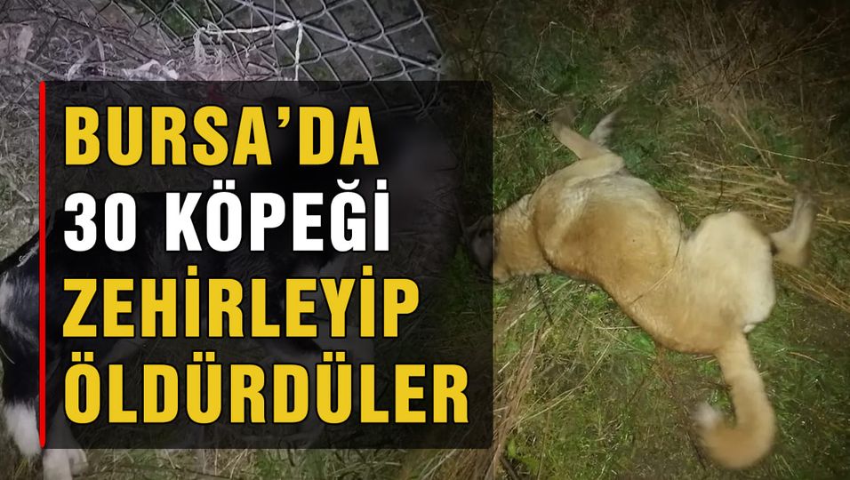 Bursa’da köpek katliamı