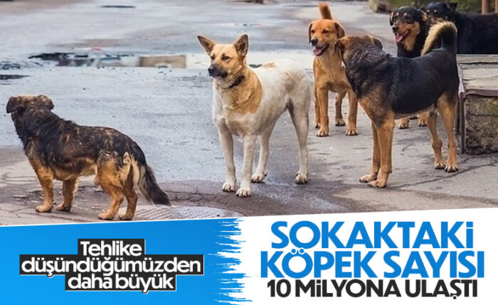 Türkiye genelinde sahipsiz sokak hayvanı sayısı 10 milyona yaklaştı