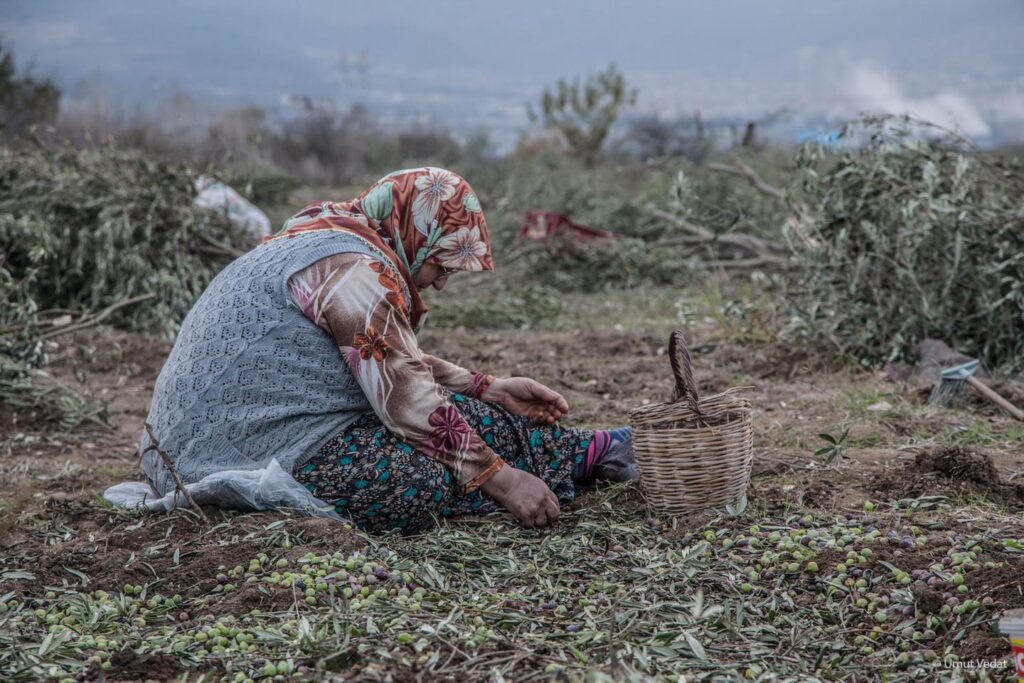 AKP, zeytinlikleri yok etmeye yemin etmiş
