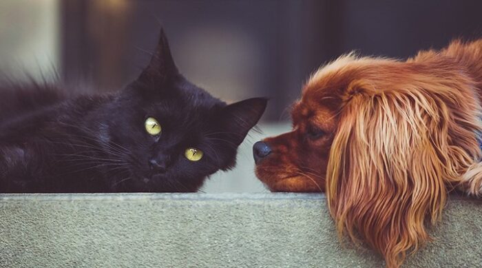 Türk Veteriner Hekimleri Birliği’nden kedi, köpek ve gelinciklerin kimliklendirilmesine ilişkin bilgilendirme!