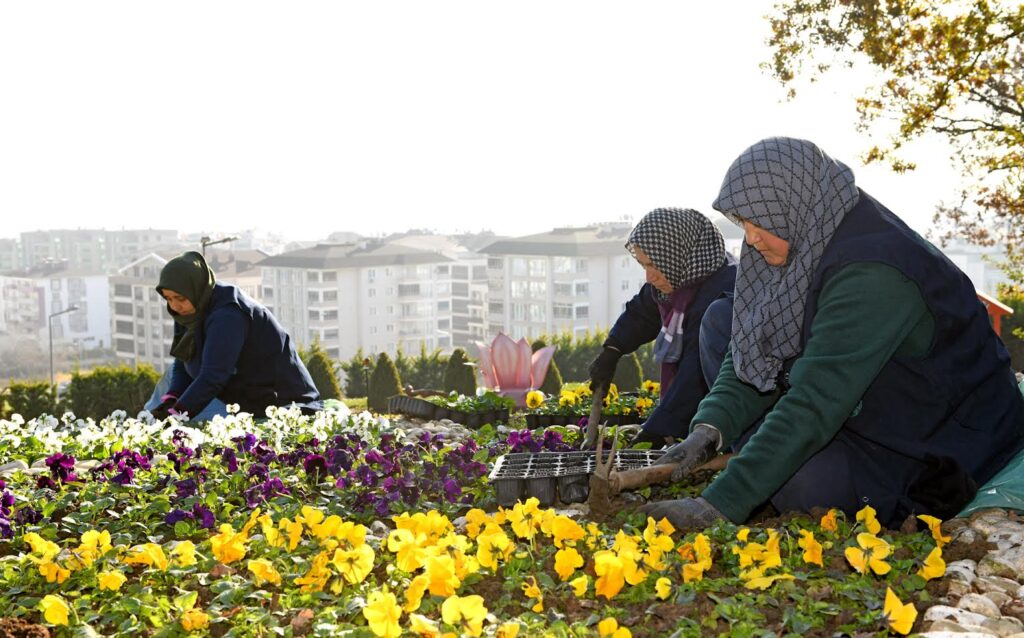 300 bin kış çiçeği toprakla buluşuyor