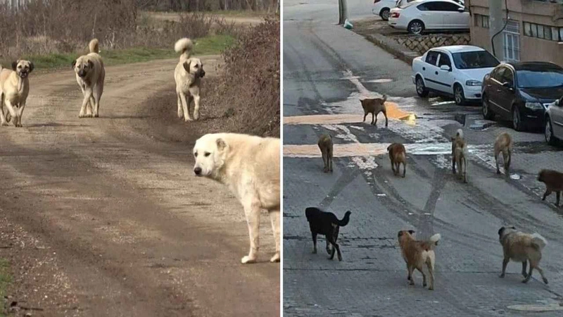 HAYATINI SOKAK CANLARINA ADADI! YENİ ARAZİDE 500 SOKAK CANINA DERMAN OLACAK!