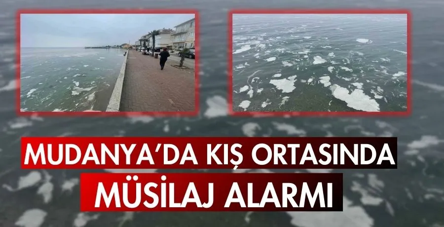 Mudanya Sahillerinde Yeniden Müsilaj Tehlikesi!