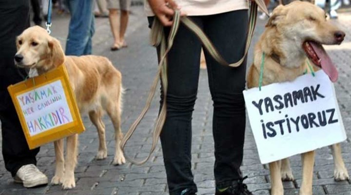 Hayvanları Yaşatmalıyız ki; İnsanoğlu’nun Varlığı Asırlarca Özgürce Varlığını Sürdürsün!