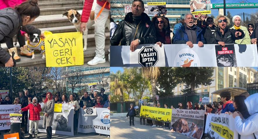 Hayvan Hakları Savunucuları, Yasa’yı İptal Et diyen İmzaları AYM’ye Teslim Etti