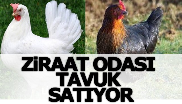 Ziraat Odası Tavuk Dağıttı