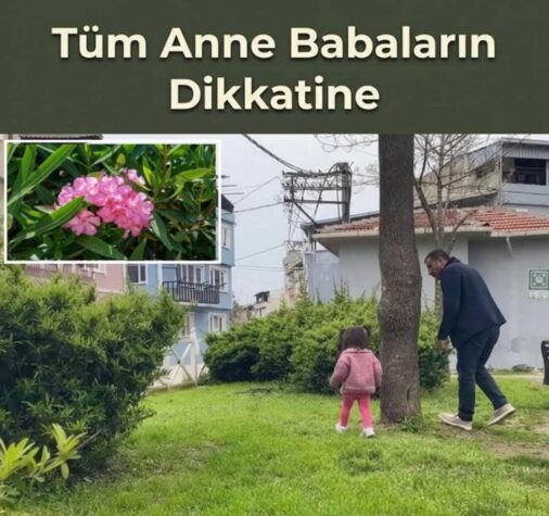 Bursa’da Parkta Tehlike: Zehirli Bitki Faciası Son Anda Önlendi