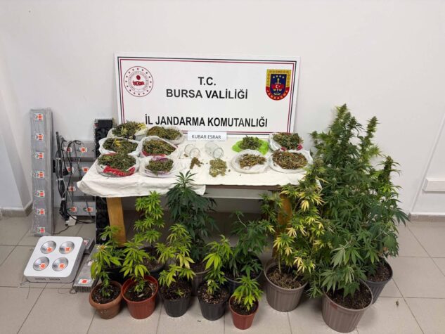 Bursa’da Jandarmadan Uyuşturucu Operasyonu: Kenevir Bitkileri ve Kilolarca Esrar Ele Geçirildi