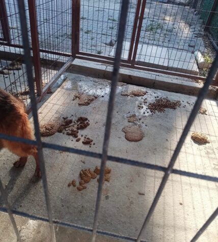 Gemlik Umurbey Rehabilitasyon Merkezi’ne ilişkin görüntüler tepki çekti: Hayvanseverlerden belediyeye açıklama çağrısı