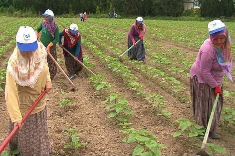 ÜLKEMİZDE SÖMÜRÜLEN VE HAKLARI VERİLMEYEN KADIN ÇİTÇİLER GÜNÜNÜ KUTLAMAYA HAKKIMIZ VAR MI?